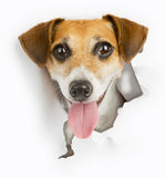 3D Hunde WC Aufkleber
